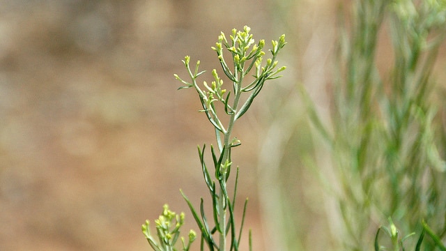 Ericameria nauseosa