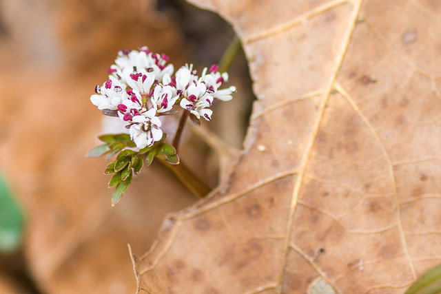 Erigenia bulbosa