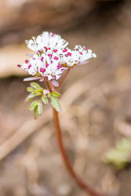Erigenia bulbosa