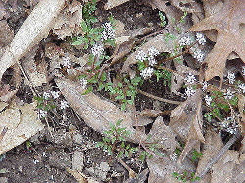 Erigenia bulbosa