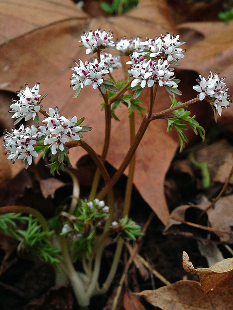 Erigenia bulbosa