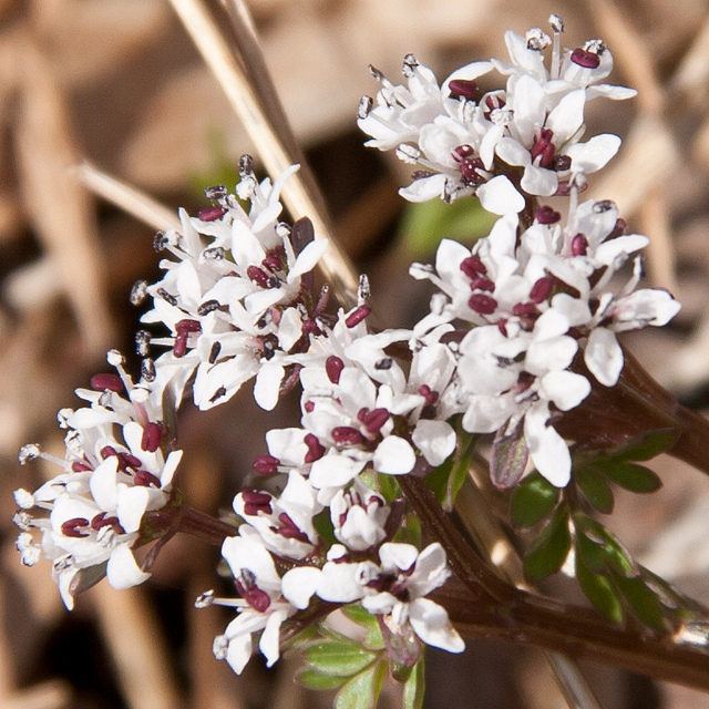 Erigenia bulbosa