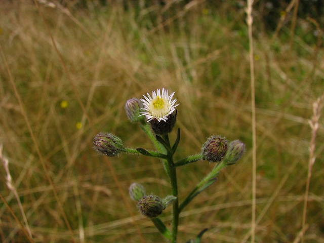 Vergerette âcre (Erigeron acer)