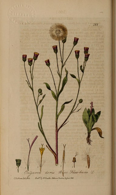 Vergerette âcre (Erigeron acris)