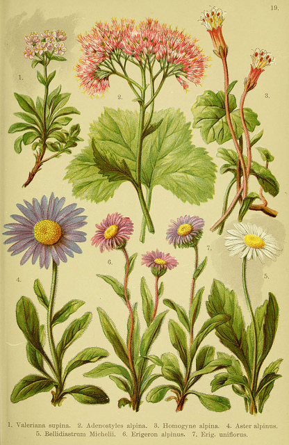 Vergerette des alpes