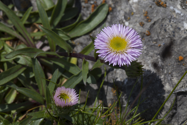 Vergerette des alpes (Erigeron alpinus)