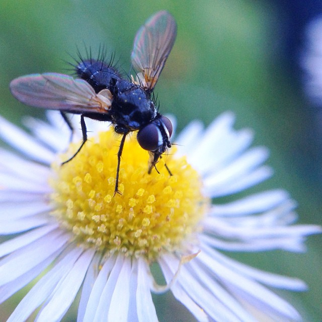 Vergerette annuelle