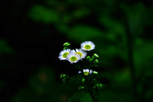 Vergerette annuelle