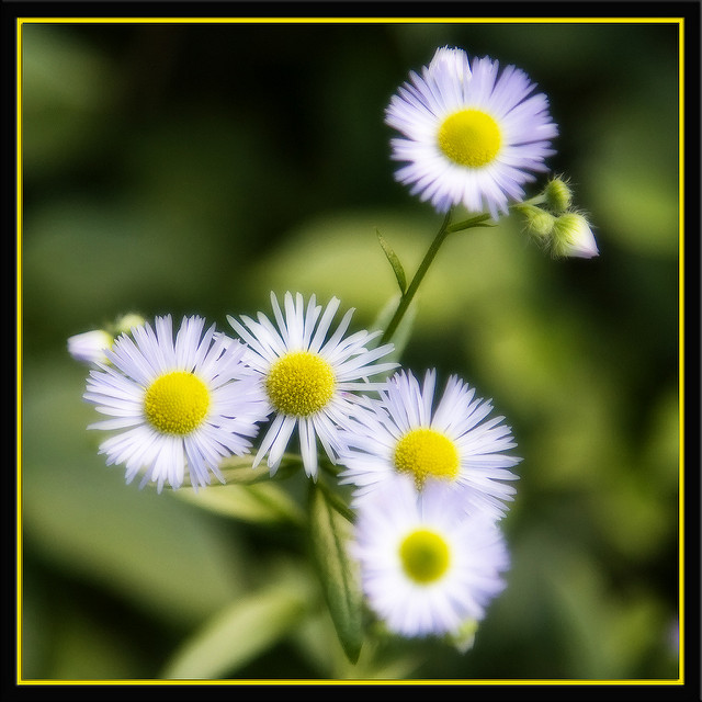 Vergerette annuelle