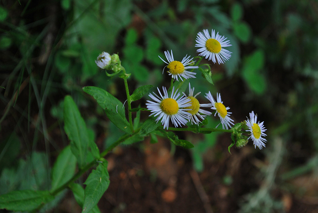 Vergerette annuelle