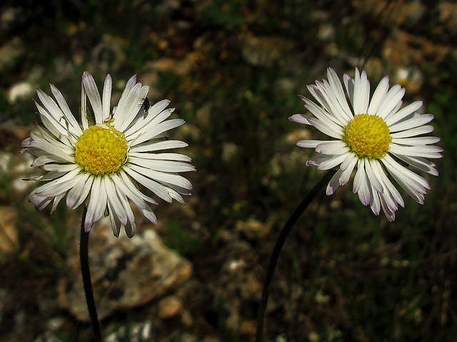 Vergerette annuelle (Erigeron annuus)