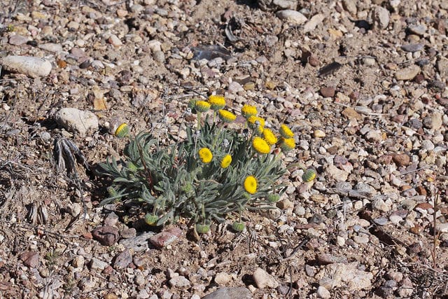 Erigeron aphanactis (Erigeron aphanactis)