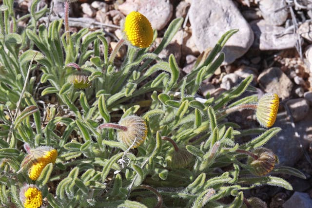 Erigeron aphanactis