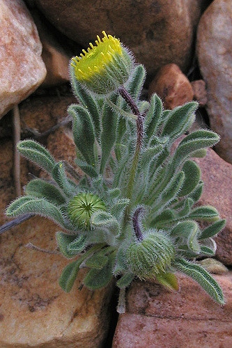 Erigeron aphanactis