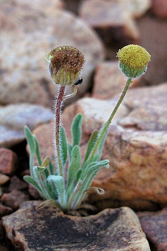 Erigeron aphanactis