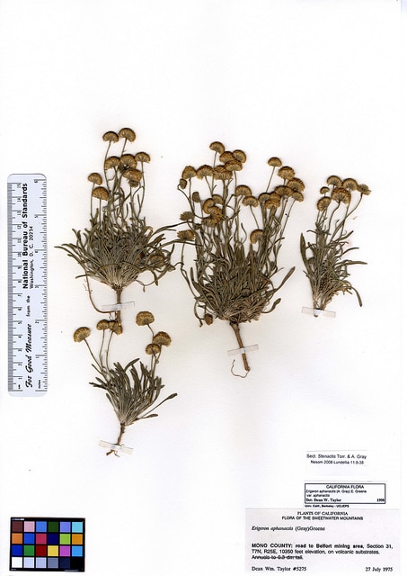 Erigeron aphanactis