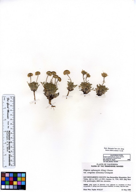 Erigeron aphanactis