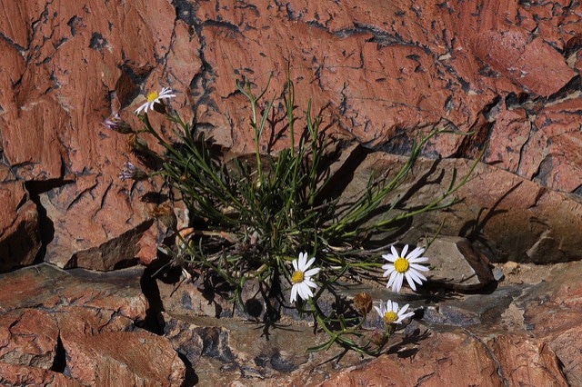 Erigeron arenarioides
