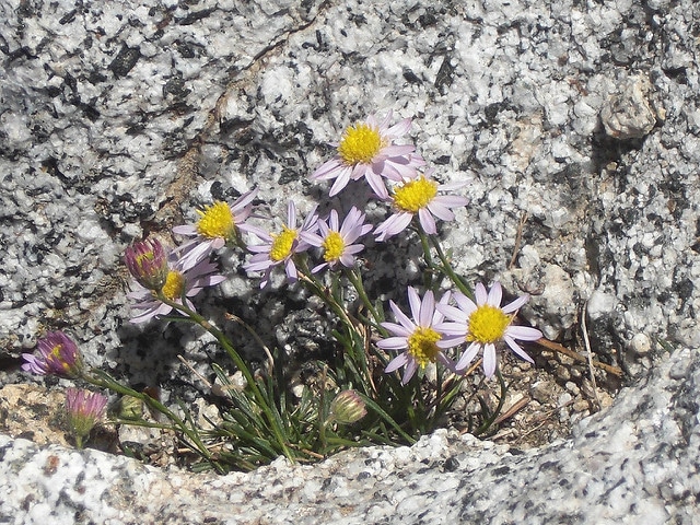 Erigeron arenarioides