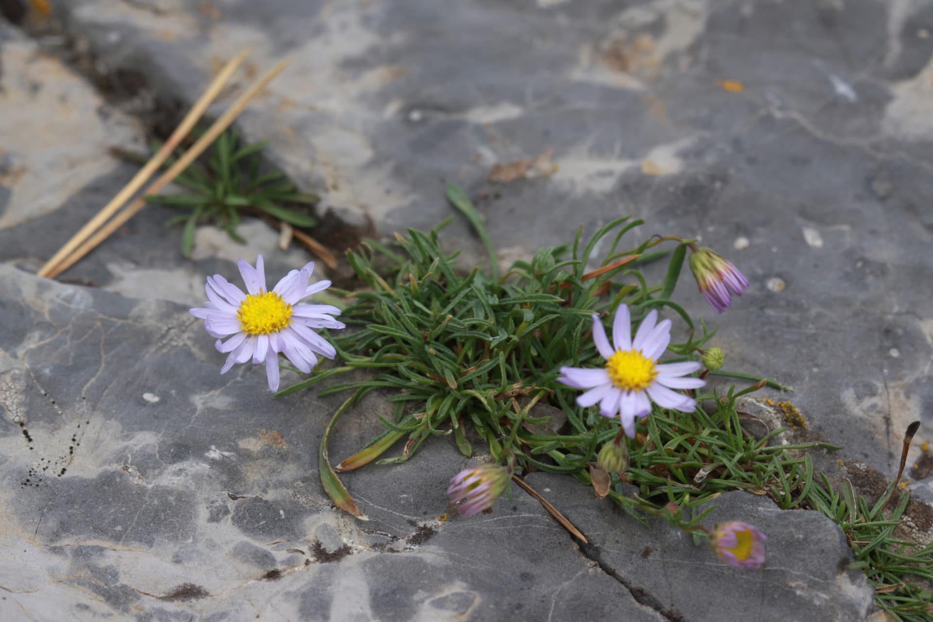 Erigeron arenarioides