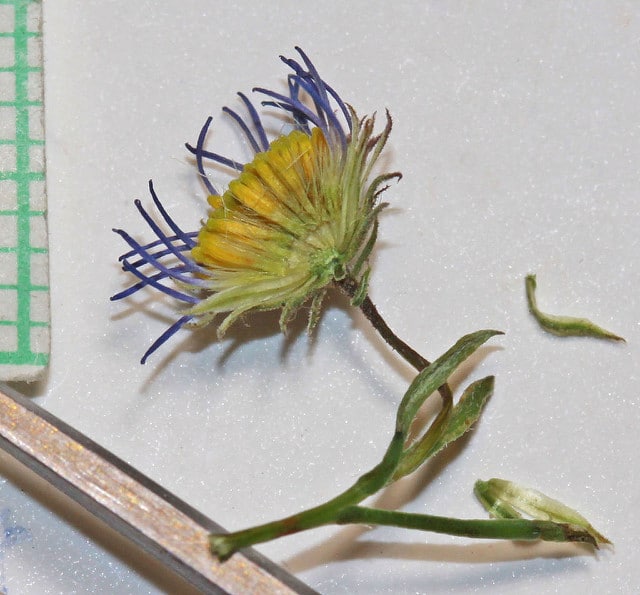 Erigeron arenarioides