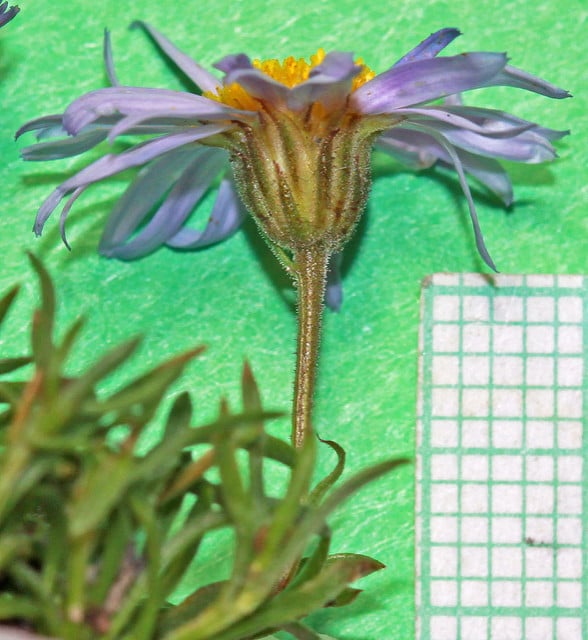 Erigeron arenarioides