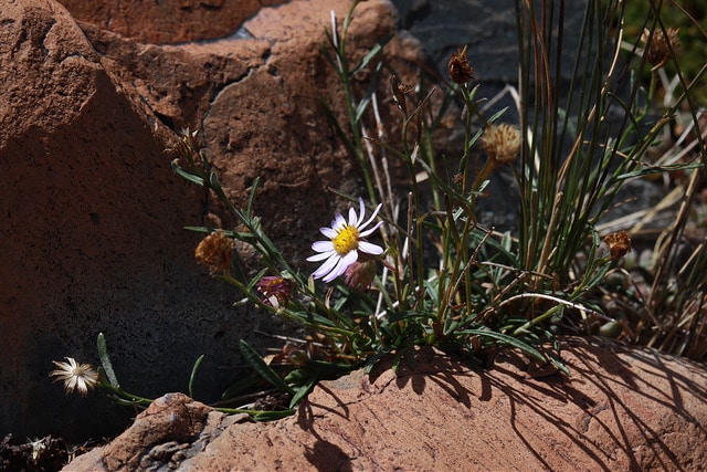 Erigeron arenarioides (Erigeron arenarioides)