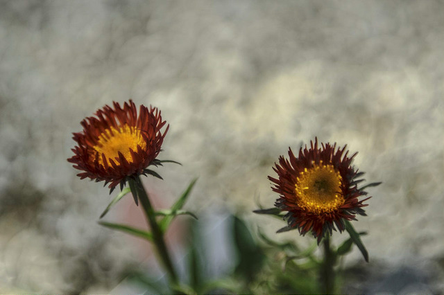 Vergerette aurantiacus