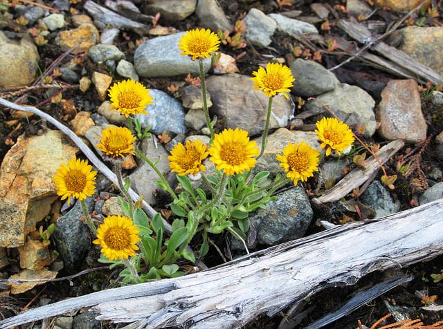 Erigeron aureus