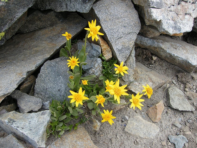 Erigeron aureus