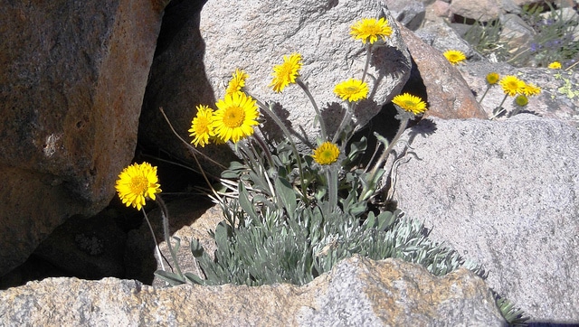 Erigeron aureus