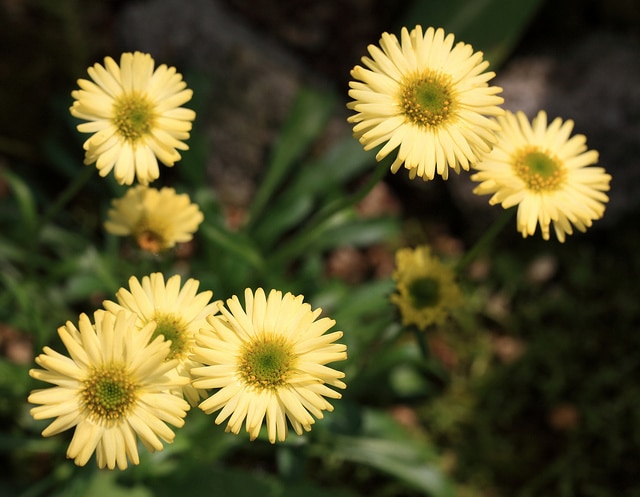 Erigeron aureus