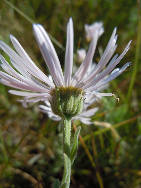 Erigeron caespitosus