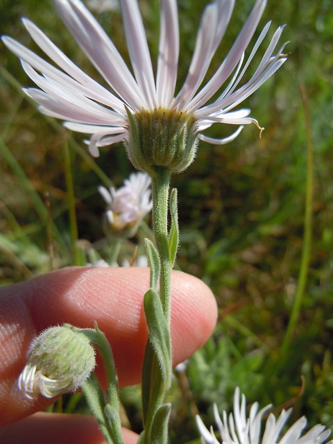Erigeron caespitosus