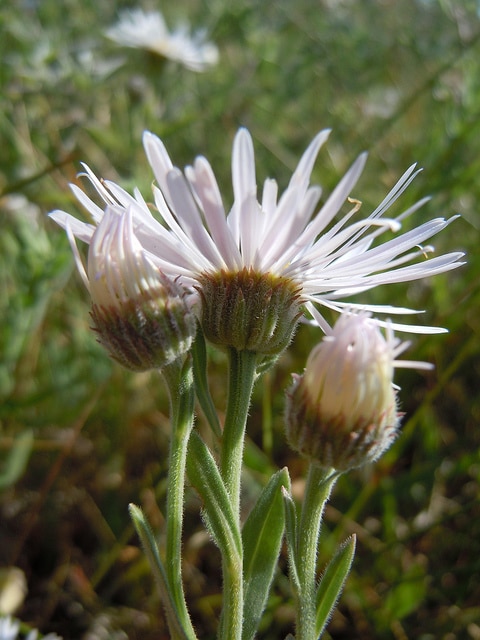 Erigeron caespitosus