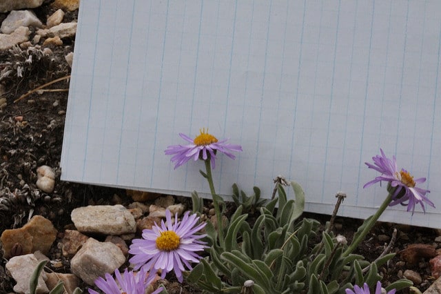 Erigeron caespitosus