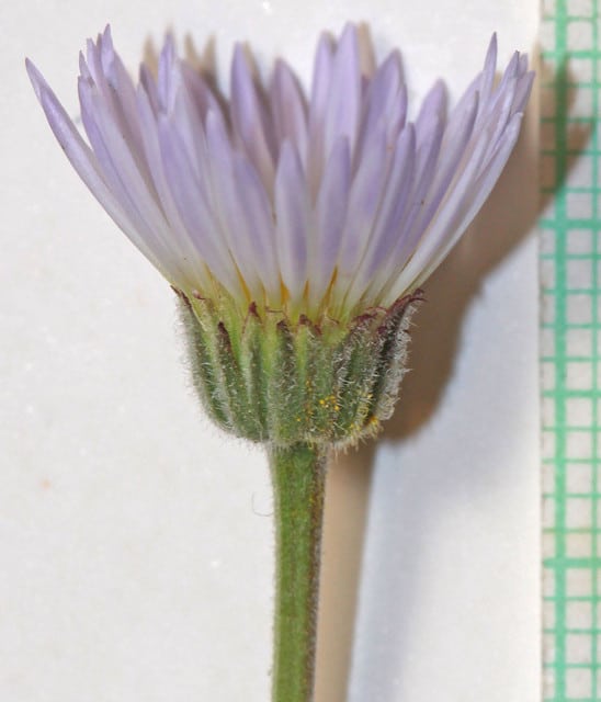 Erigeron caespitosus