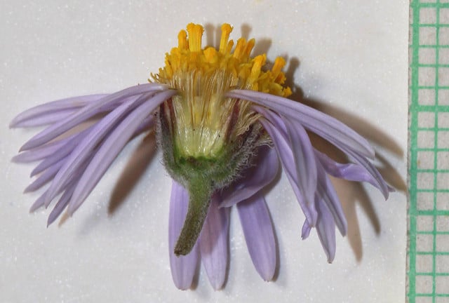Erigeron caespitosus (Erigeron caespitosus)