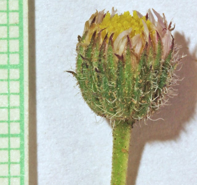 Vergerette à feuilles segmentées
