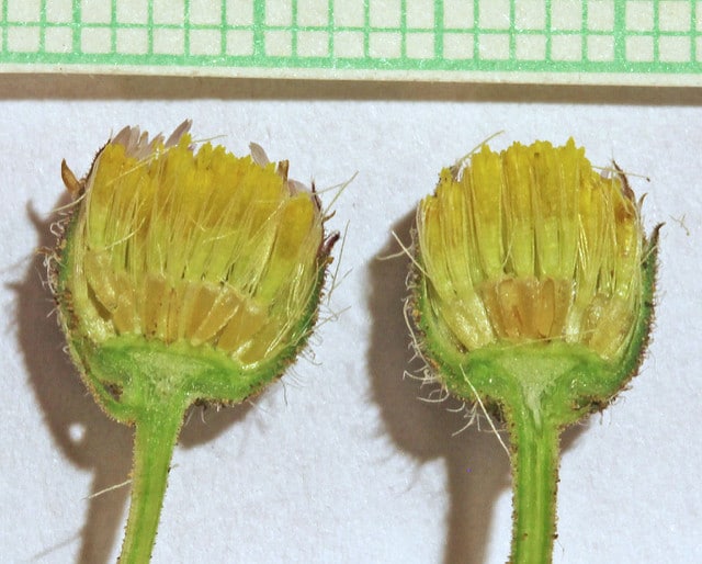 Vergerette à feuilles segmentées
