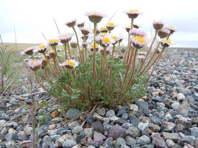 Vergerette à feuilles segmentées (Erigeron compositus)