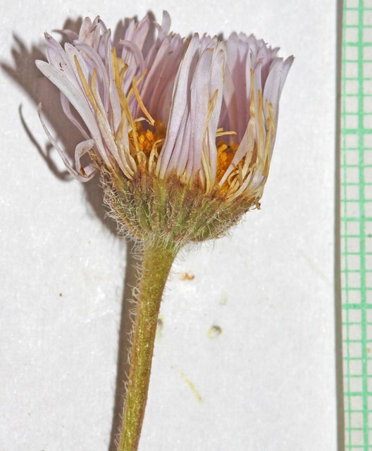 Erigeron divergens