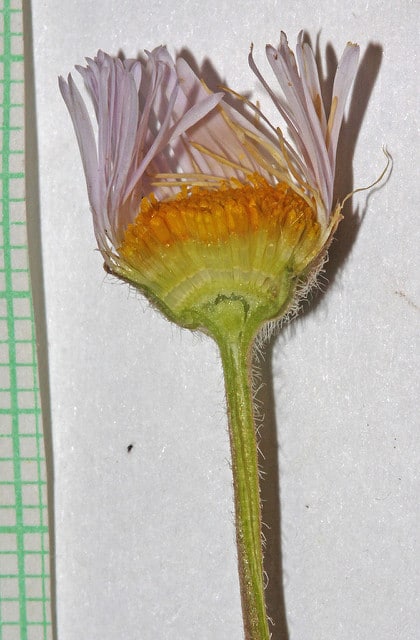 Erigeron divergens