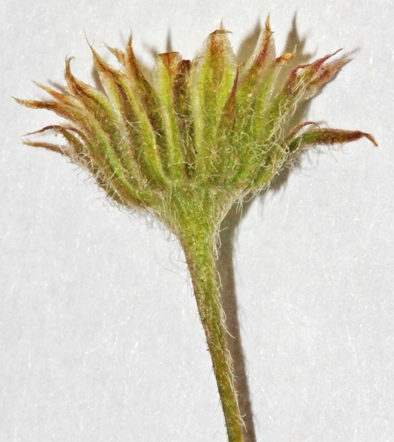 Erigeron divergens