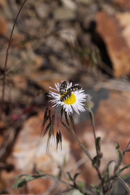 Erigeron divergens