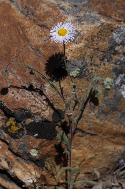 Erigeron divergens