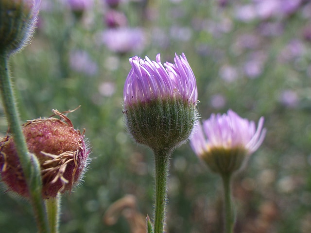 Erigeron divergens