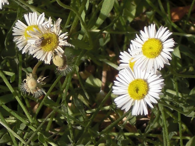 Erigeron flagellaris