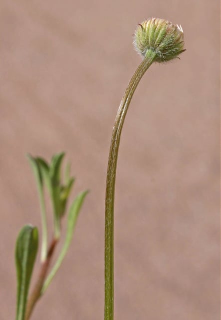 Erigeron flagellaris