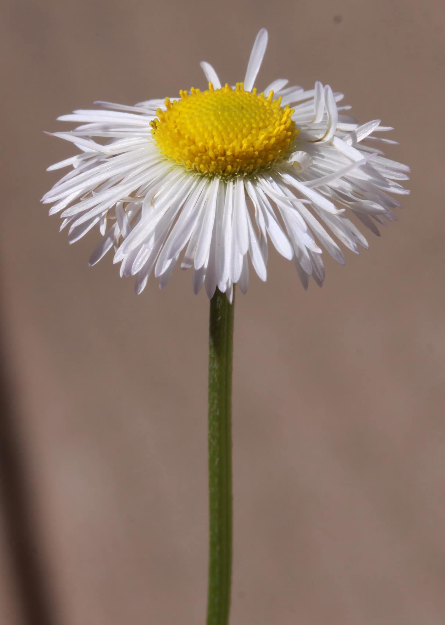 Erigeron flagellaris